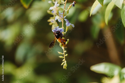 Closeup shot of bee on the flower