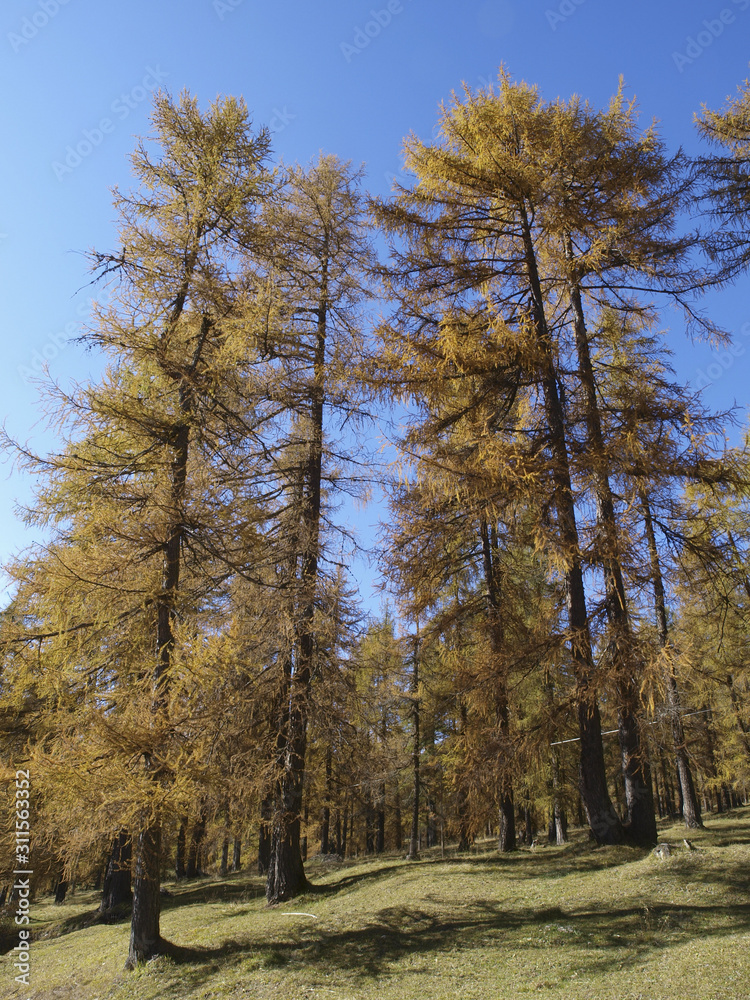 Lärchen, Lärchenboden, Italien, Südtirol