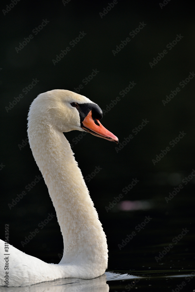 Fototapeta premium Mute Swan - Cygnus olor, Crete