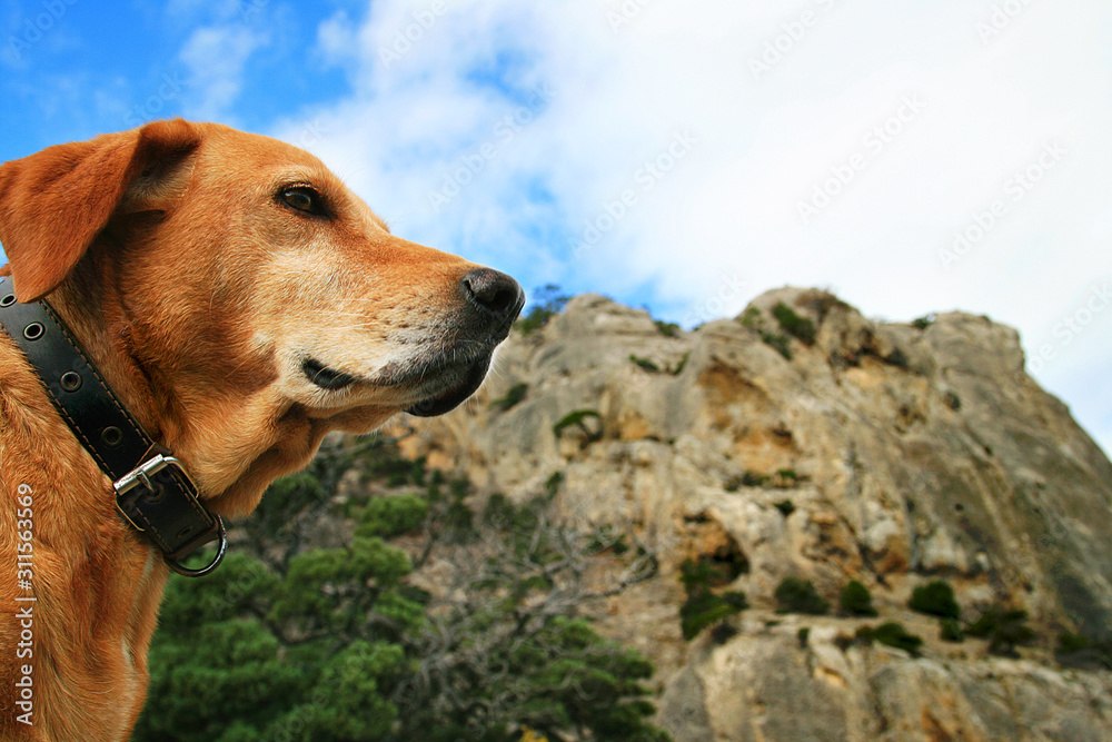 Portrait of a motivated red-haired labrador on a background of mountains and blue sky Portrait of a motivated red-haired labrador on a background of mountains and blue sky