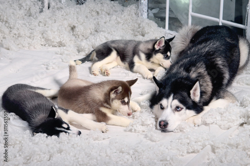 Wonderful husky family  father and puppies on a background of artificial snow