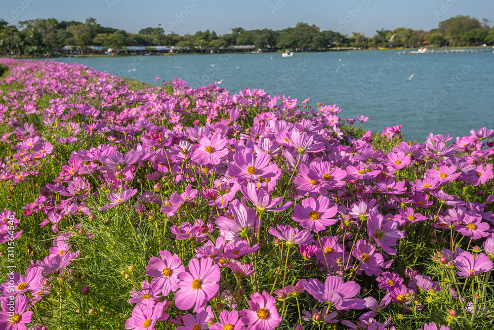 Beautiful pink cosmos flowers in the garden Bangkok Thailand
