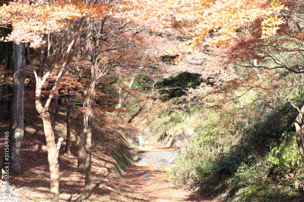 Autumnal landscape of Suizawa maple valley in the Mie Prefecture of Japan Autumnal landscape of Suizawa maple valley in the Mie Prefecture of Japan