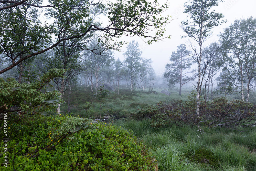 Moorlandschaft im Nebel, Norwegen Moorlandschaft im Nebel, Norwegen