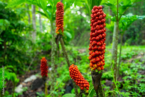 arum italicum flowers