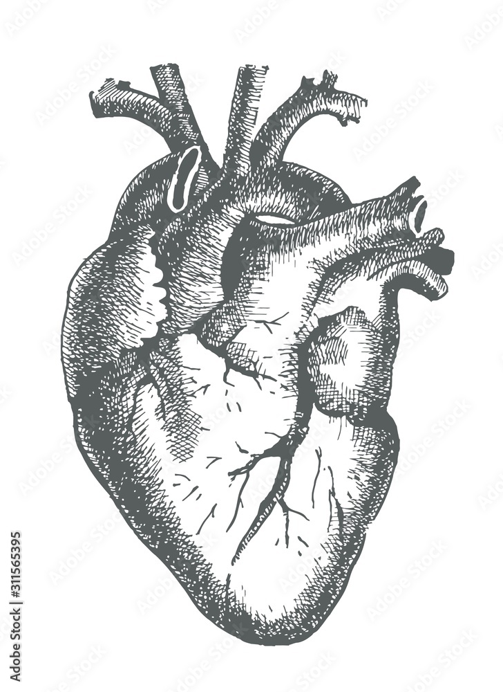 Hand drawn line art anatomic human heart Stock Vector | Adobe Stock