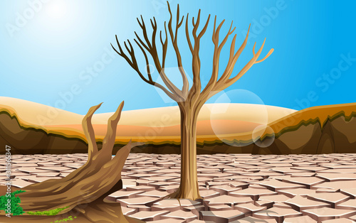 landscape of trees on the dry soil in the desert