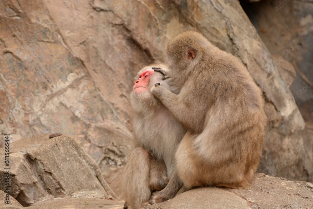 冬の寒い猿山で仲良く毛づくろいをする上野動物園のニホンザル達