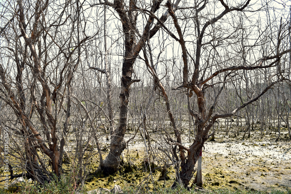 A lot of dying mangroves, gray tones A lot of dying mangroves, gray tones