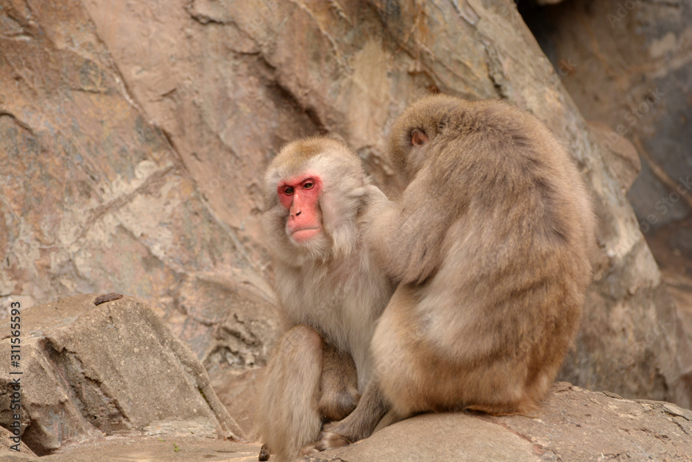 冬の寒い猿山で仲良く毛づくろいをする上野動物園のニホンザル達