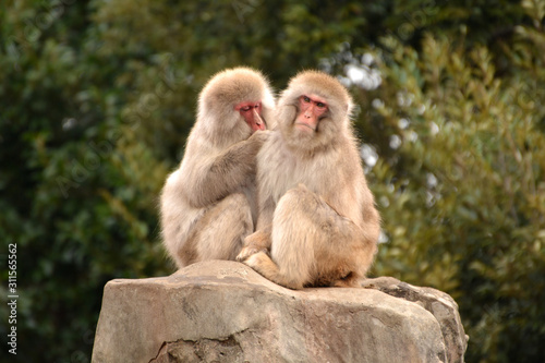 冬の寒い猿山で仲良く毛づくろいをする上野動物園のニホンザル達 © satou y1