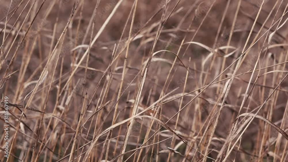 Dry meadow grass swaying in cold winter wind Dry meadow grass swaying in cold winter wind