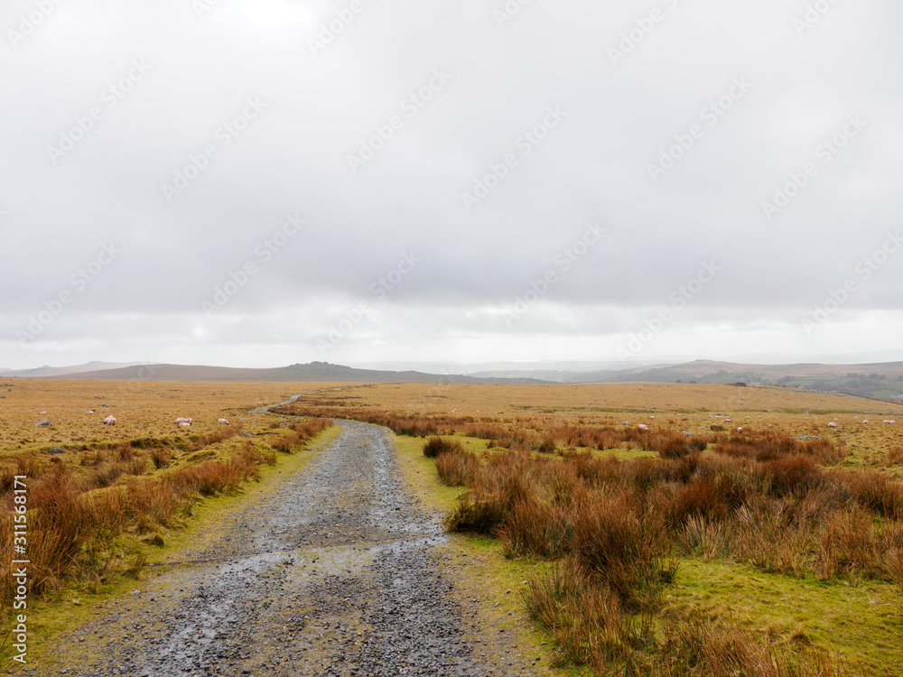 Wide angle view of a dirt road along the grassy moors with grazing sheep on a cloudy day. Dartmoor, Devon, United Kingdom. Travel and nature.