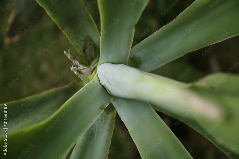 Beauty Green Spiney Cactus Plant Beauty Green Spiney Cactus Plant