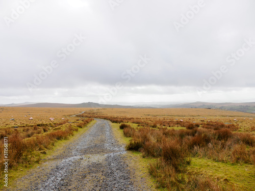 Wide angle view of a dirt road along the grassy moors with grazing sheep on a cloudy day. Dartmoor  Devon  United Kingdom. Travel and nature.