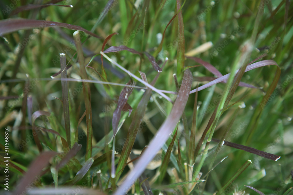 Natural grass creative Natural grass creative
