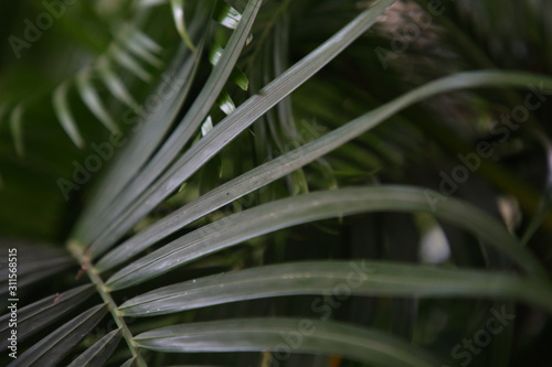 Beautiful of green tropical leaves. Palm tree