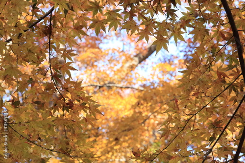 Wallpaper Mural Autumnal landscape of Suizawa maple valley in the Mie Prefecture of Japan Torontodigital.ca