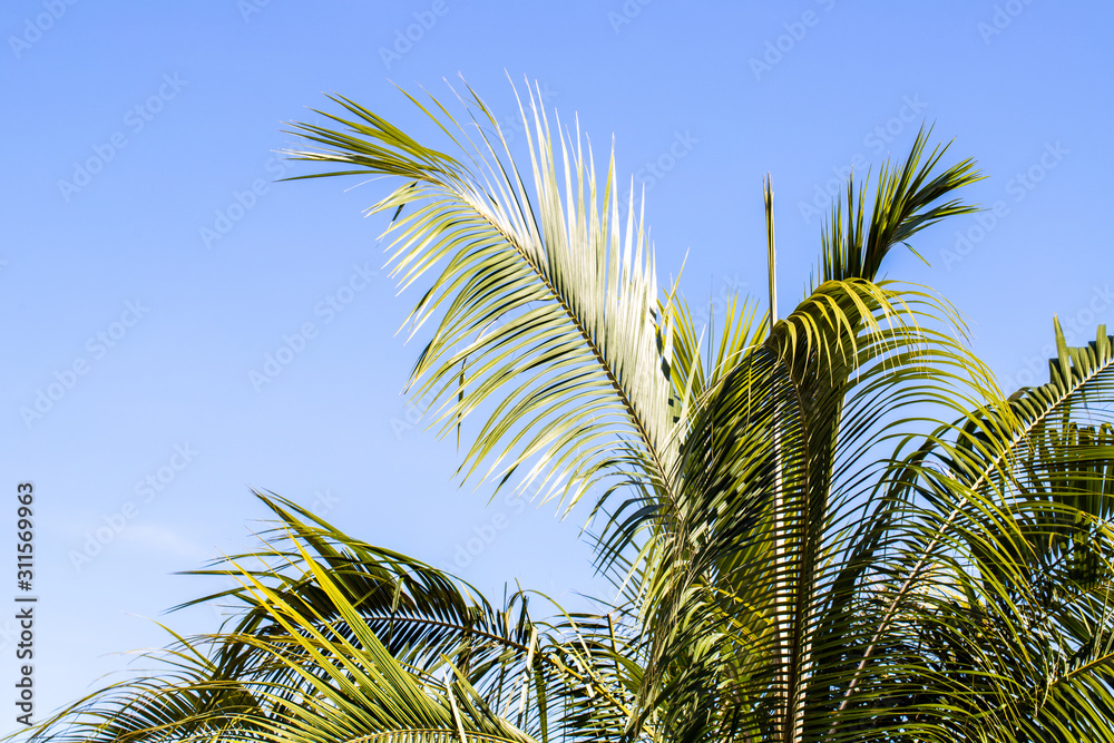 palm trees against blue sky palm trees against blue sky