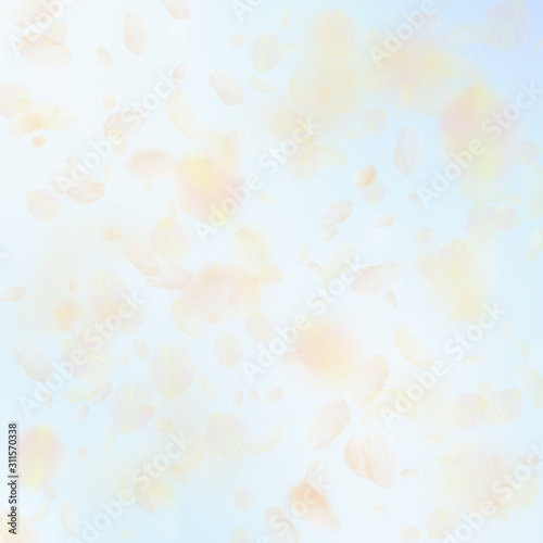 Yellow orange flower petals falling down. Neat rom