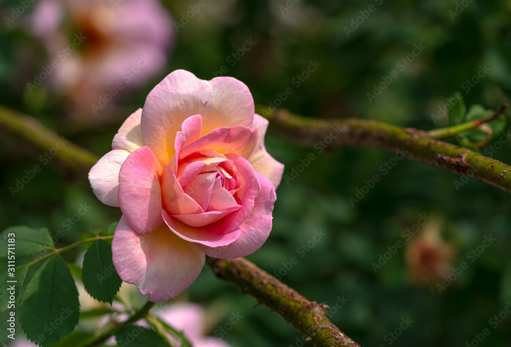 Rose flower. Photo plants in the garden on a green background. Soft focus.