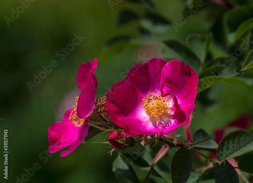 Rose flower. Photo plants in the garden on a green background. Soft focus.