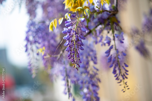 glicine di primavera con effetti bokeh photo