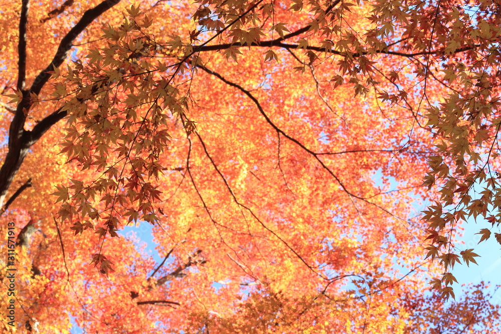 Autumnal landscape of Suizawa maple valley in the Mie Prefecture of Japan Autumnal landscape of Suizawa maple valley in the Mie Prefecture of Japan
