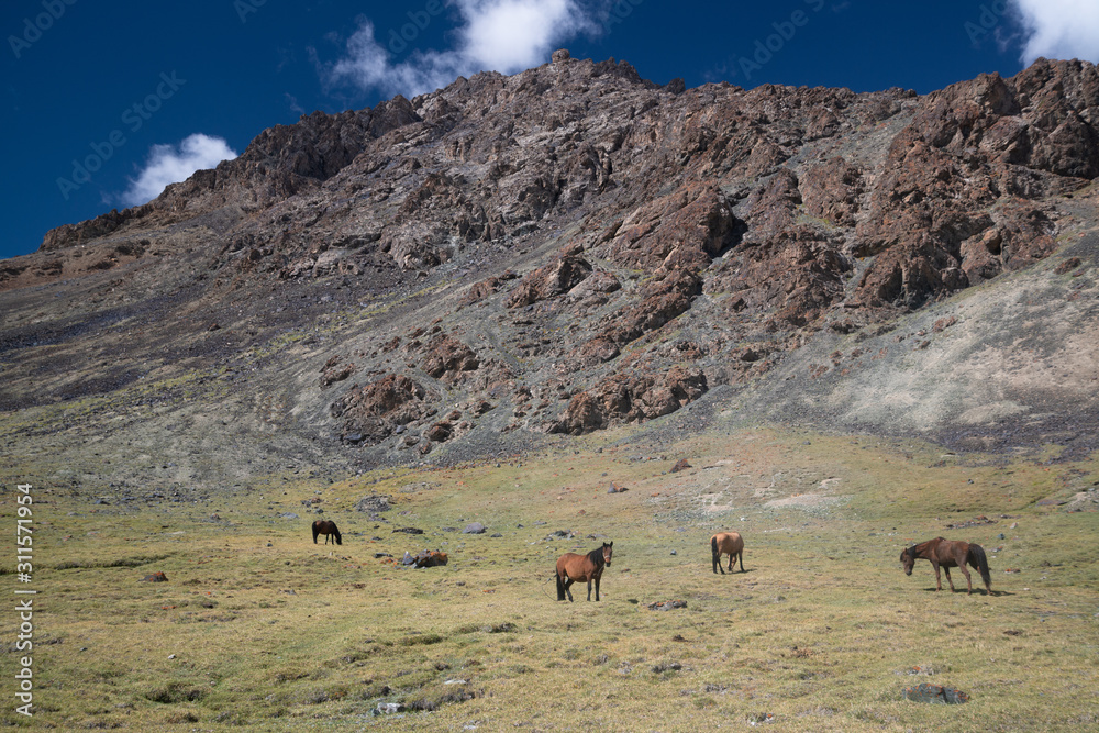 Animals in mountains next to Pamir highway in Tajikistan Animals in mountains next to Pamir highway in Tajikistan