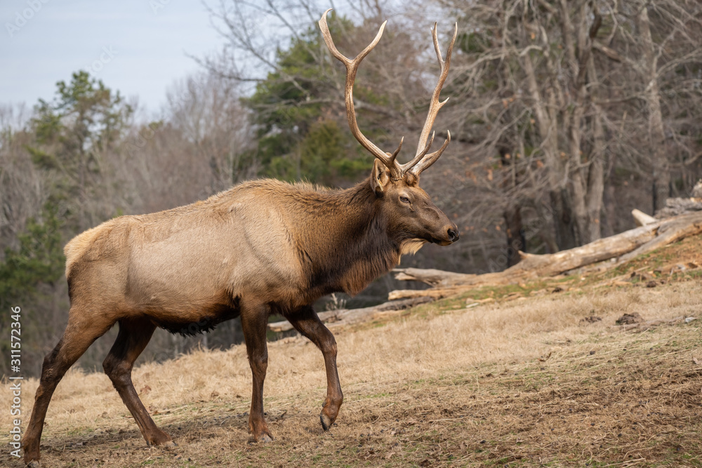 A bull elk A bull elk