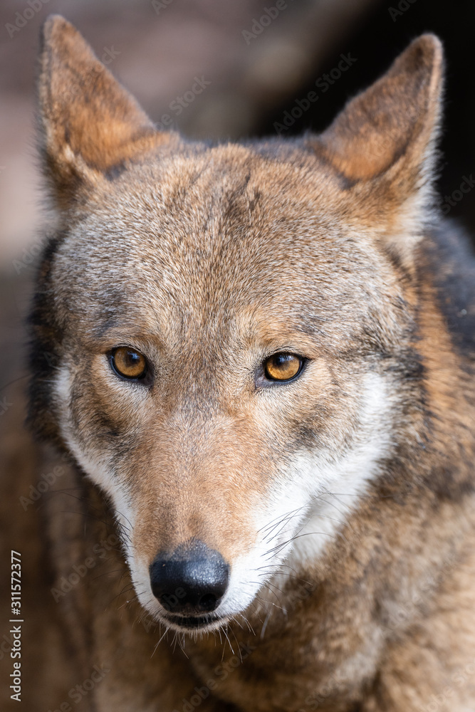 Fototapeta premium Red Wolf