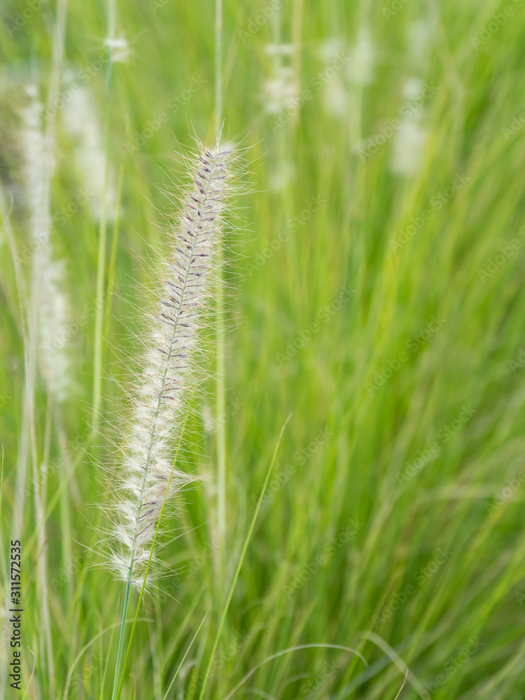 a beautiful grass flower in the day