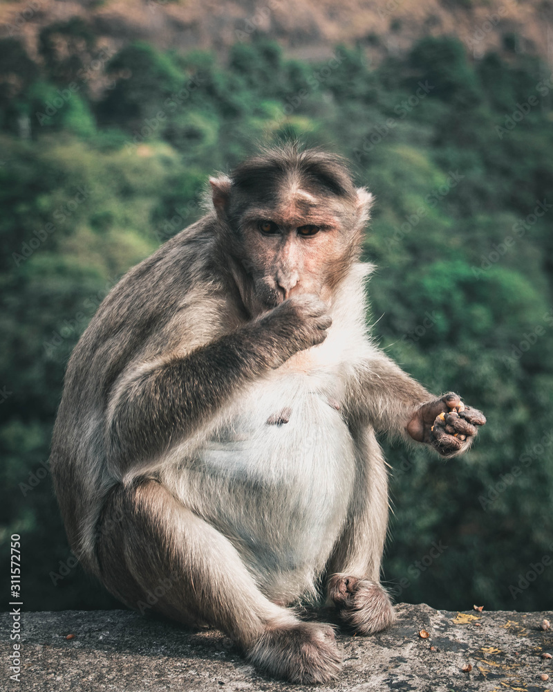 monkey eating monkey eating