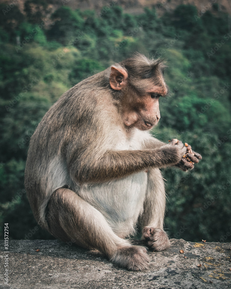 monkey searching monkey searching