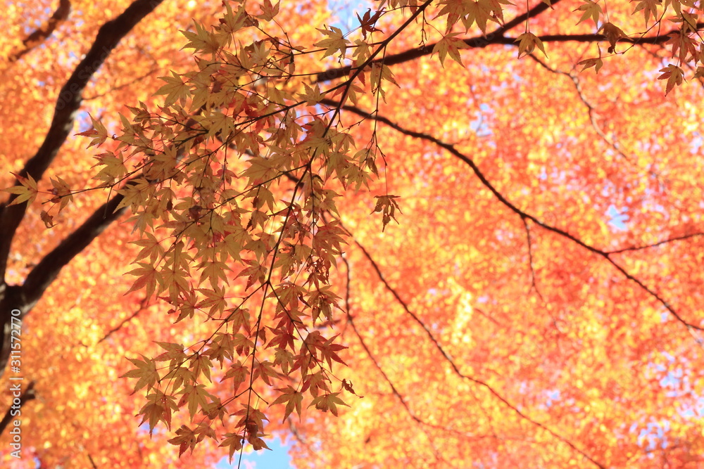 Autumnal landscape of Suizawa maple valley in the Mie Prefecture of Japan Autumnal landscape of Suizawa maple valley in the Mie Prefecture of Japan