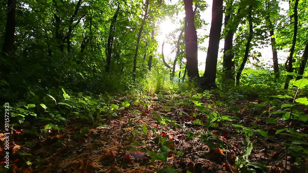morning in the forest. the sun's rays pass through trees morning in the forest. the sun's rays pass through trees