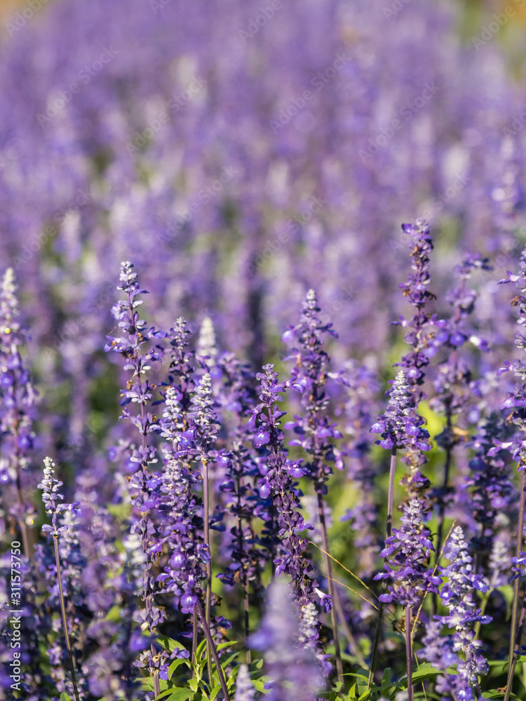 Naklejka premium a beautiful lavender in the morning