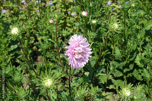 Single pale pink flower head of China aster