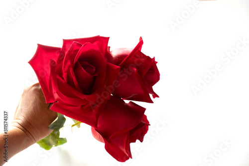 red rose in hand solated on white background   vaientine day