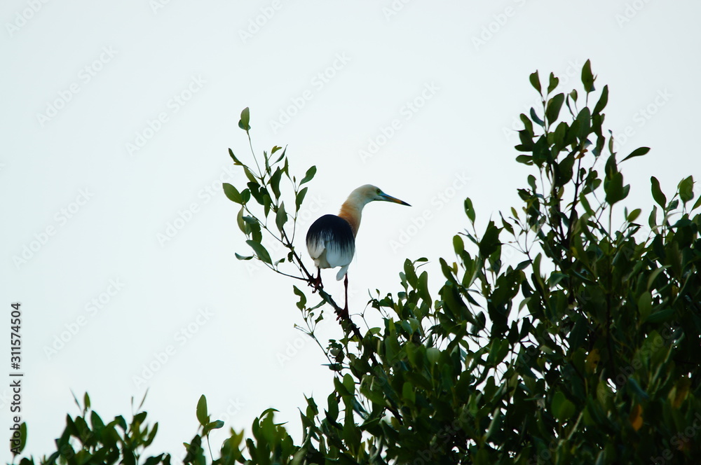 Obraz premium The Javan pond heron (Ardeola speciosa) is a wading bird of the heron family, found in shallow fresh and salt-water wetlands in Southeast Asia. Its diet comprises insects, fish, and crabs.