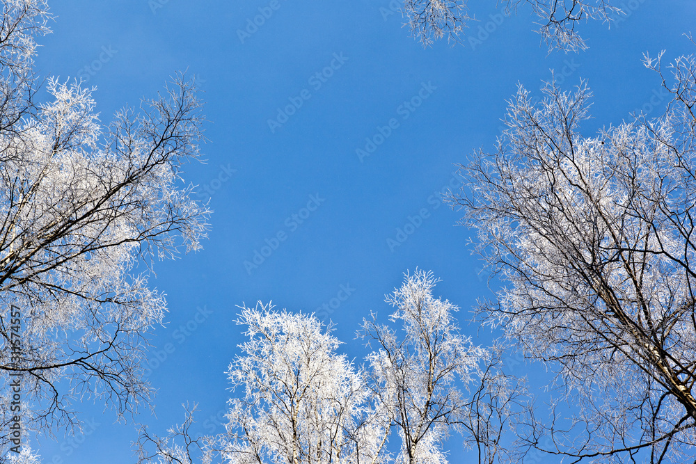 Frosted trees in frosty day against the blue sky Frosted trees in frosty day against the blue sky