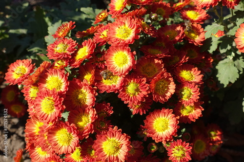 Yellow and red flower heads of Chrysanthemum in October