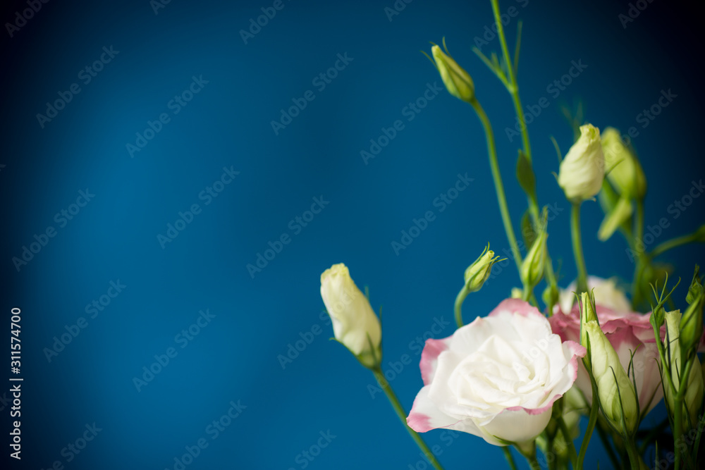 Fototapeta premium beautiful pink lisianthus flowers isolated on blue