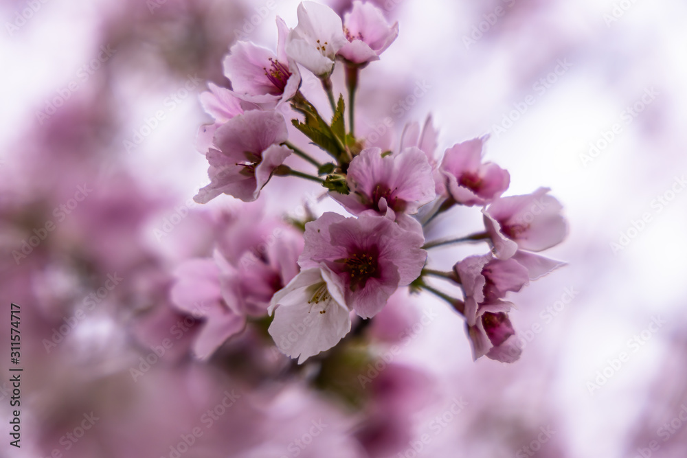 cherry blossoms in spring season cherry blossoms in spring season