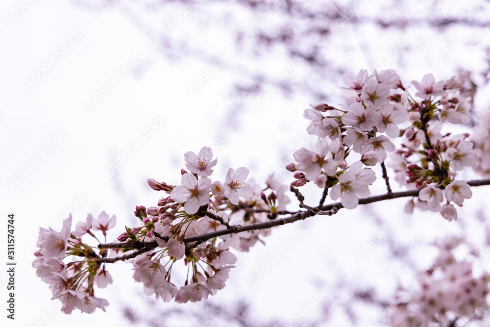 cherry blossoms in spring season cherry blossoms in spring season