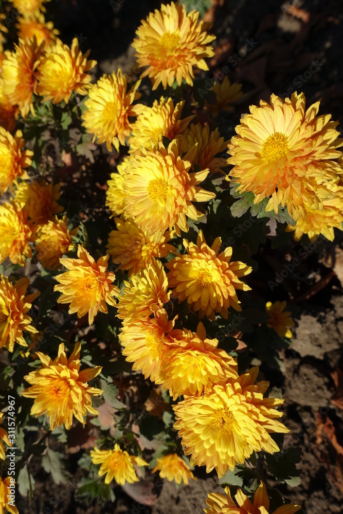 Showy amber yellow flowers of Chrysanthemum in November Showy amber yellow flowers of Chrysanthemum in November