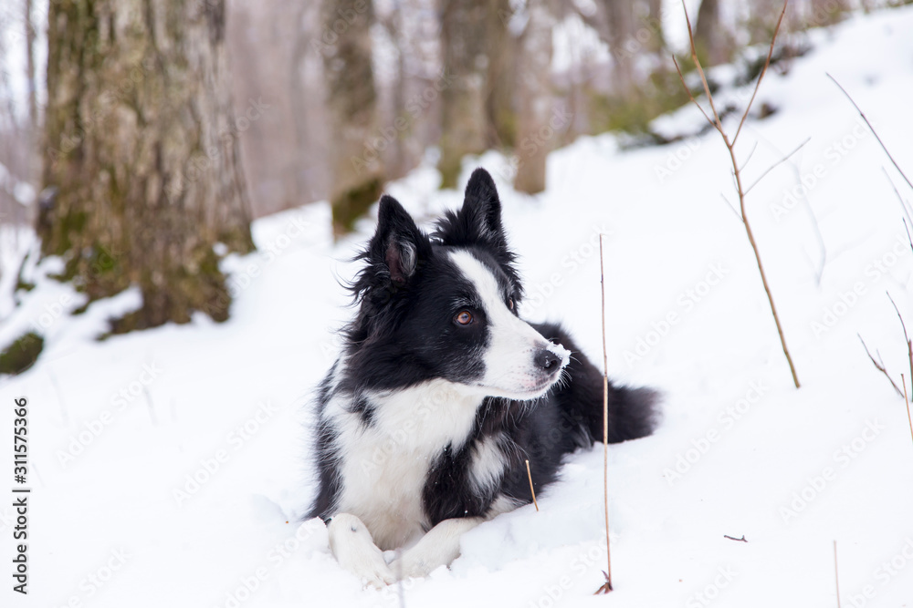 Adorable unleashed border collie dog lying with snow on its nose and alert expression, Quebec, Canada