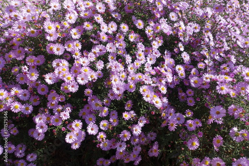 Pastel pink flowers of Symphyotrichum dumosum in October photo