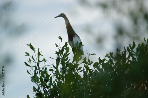 The Javan pond heron (Ardeola speciosa) is a wading bird of the heron family, found in shallow fresh and salt-water wetlands in Southeast Asia. Its diet comprises insects, fish, and crabs. photo