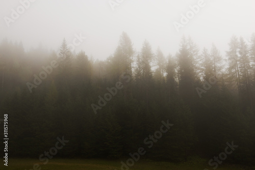 Foggy forest in Italy. Dolomites.